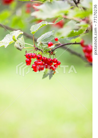 Ripe red currant in a summer garden. Ribes rubrum plant with ripe red berries. Ripe red currant in a summer garden. Ribes rubrum plant with ripe red berries. 77170236