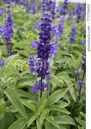 藍丹參 藍丹參 77170608