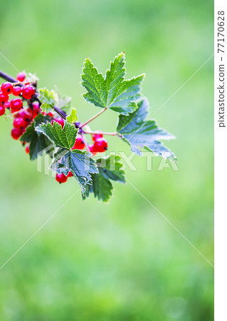 Ripe red currant in a summer garden. Ribes rubrum plant with ripe red berries. Ripe red currant in a summer garden. Ribes rubrum plant with ripe red berries. 77170628