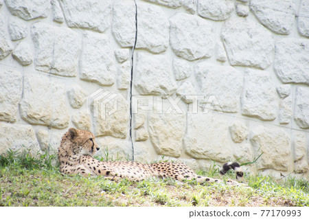 Cheetah Cheetah 77170993