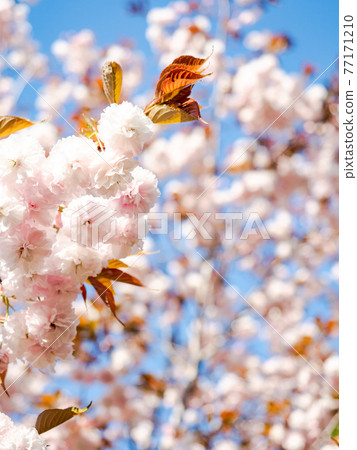 Beautiful scenery around Kasumigaura in spring, double cherry blossoms in full bloom 77171210