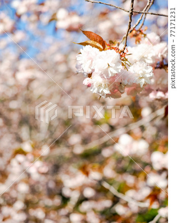 Beautiful scenery around Kasumigaura in spring, double cherry blossoms in full bloom 77171231