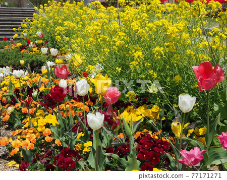 春天盛開的花朵 77171271