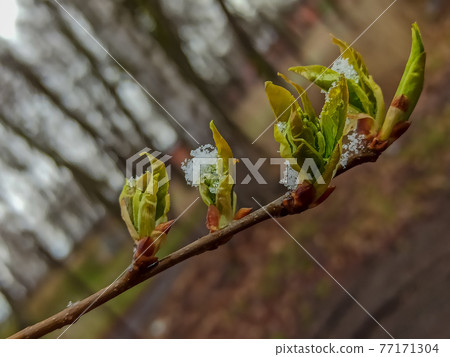 Russia. April 28, 2021. Morning snowfall on the budding spring shoots and leaves of trees in the parks and squares of Kronstadt. Russia. April 28, 2021. Morning snowfall on the budding spring shoots and leaves of trees in the parks and squares of Kronstadt. 77171304