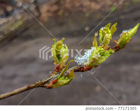 Russia. April 28, 2021. Morning snowfall on the budding spring shoots and leaves of trees in the parks and squares of Kronstadt. Russia. April 28, 2021. Morning snowfall on the budding spring shoots and leaves of trees in the parks and squares of Kronstadt. 77171305
