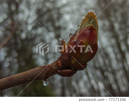 Russia. April 28, 2021. Morning snowfall on the budding spring chestnut trees in the parks and squares of Kronstadt. Russia. April 28, 2021. Morning snowfall on the budding spring chestnut trees in the parks and squares of Kronstadt. 77171306