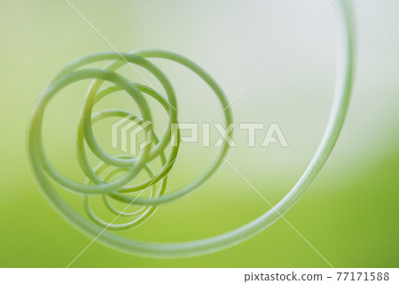 Beautiful Close Up View Of Fresh Green Young Wild Ferns  Bud In Spiral Form With Shallow Depth Of Field 77171588
