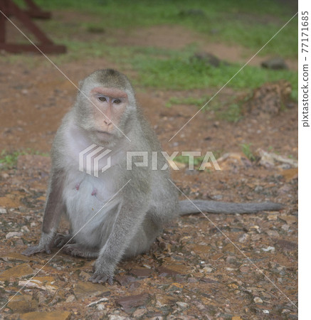 Monkey at Angkor Wat Temple (Cambodia) on a rainy day Monkey at Angkor Wat Temple (Cambodia) on a rainy day 77171685