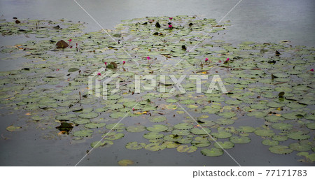 Angkor Wat is the largest temple in the world (Cambodia, 2019). It is raining 77171783