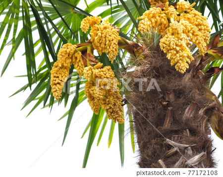 Male flower of palm 77172108