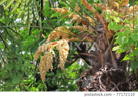 棕櫚雄花 棕櫚雄花 77172110