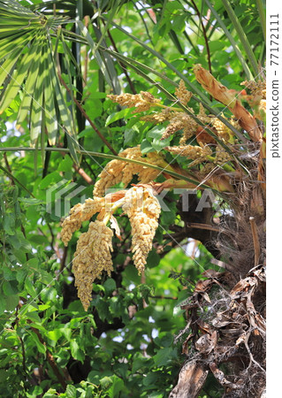 雄性棕櫚花 77172111
