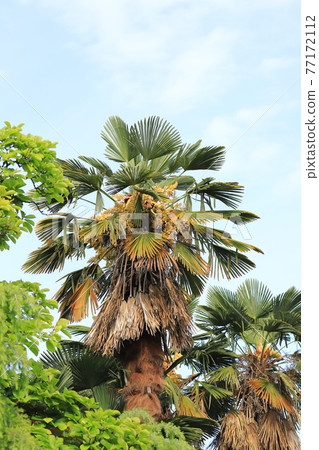 palm female flower palm female flower 77172112