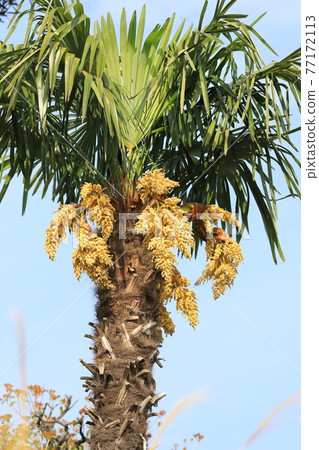 Male flower of palm Male flower of palm 77172113