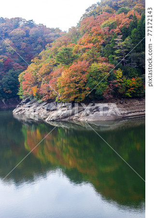Lakeside autumn leaves Hiju dam 77172143