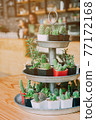 Collection of various cactus in different pots. Potted cactus house plants on  white background..Various types of mini cactus.succulent house plants clay pots at cafe..succulent plants, art and craft 77172168