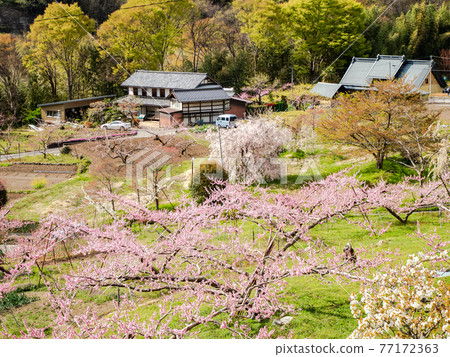 山村桃花盛開的春景 山村桃花盛開的春景 77172363