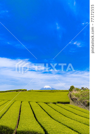靜岡縣富士市美麗的茶園 靜岡縣富士市美麗的茶園 77172555