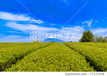 靜岡縣富士市美麗的茶園 77172556