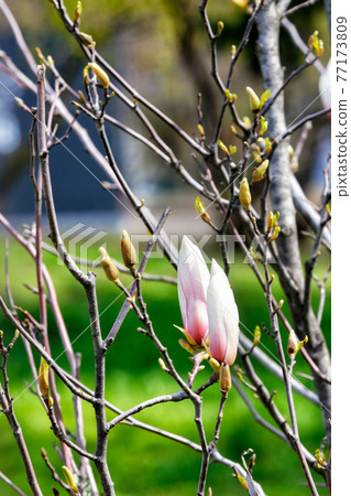 In the spring garden, pink-white magnolia buds are blooming against the backdrop of a green lawn in blur. 77173809