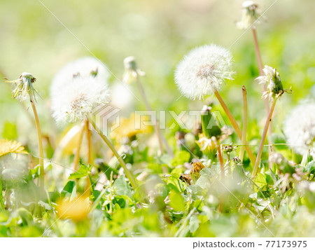 Spring production cute dandelion fluff Spring production cute dandelion fluff 77173975