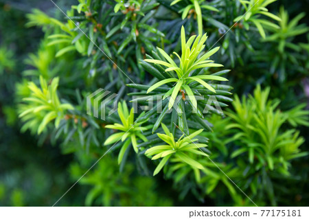 Yew tree. Growing branches with young green needles. 77175181
