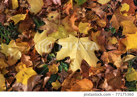 Autumn background with bright yellow maple leaves 77175360