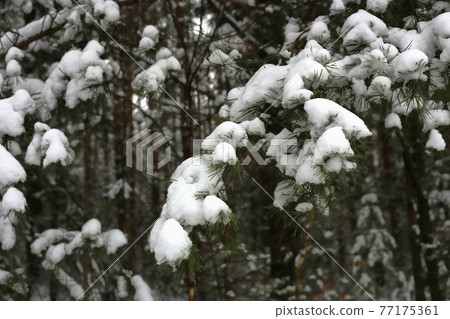 Branches of winter coniferous tree covered with snow Branches of winter coniferous tree covered with snow 77175361