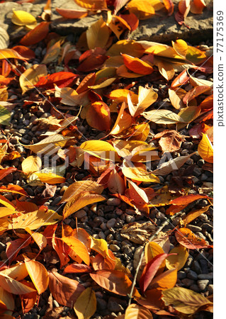 Bright fallen autumn foliage lit by the evening sunlight Bright fallen autumn foliage lit by the evening sunlight 77175369