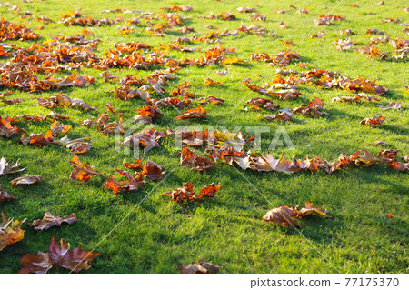 Dry fallen leaves from trees on a green lawn 77175370