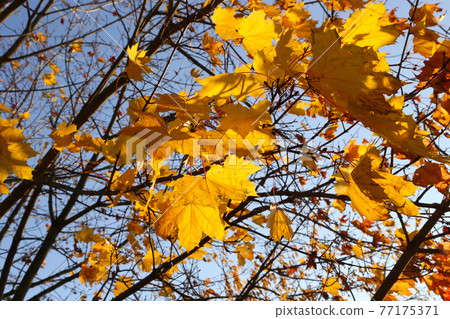 Branches of autumn maple tree with bright leaves against the sky 77175371