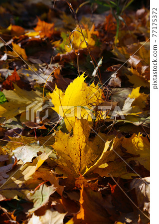 Bright colorful leaves of autumn maple Bright colorful leaves of autumn maple 77175372