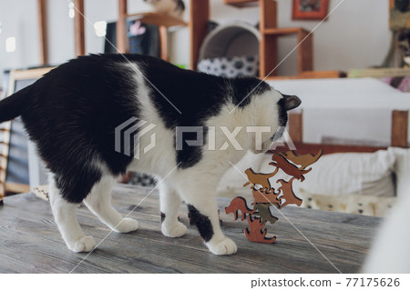 the cat on the floor plays with a toy. selected focus, blurred background. 77175626