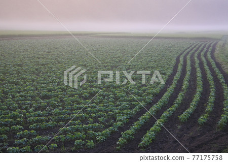 Asagiri soybean field 77175758