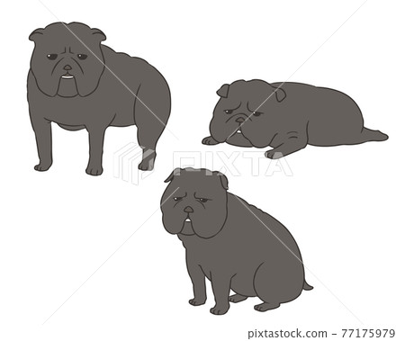 Bulldog black Bulldog black 77175979