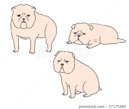 Bulldog white Bulldog white 77175980