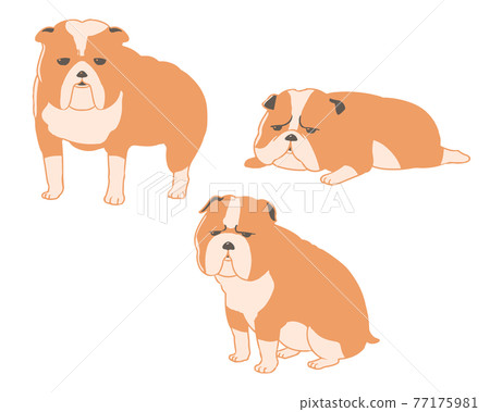Bulldog without line Bulldog without line 77175981