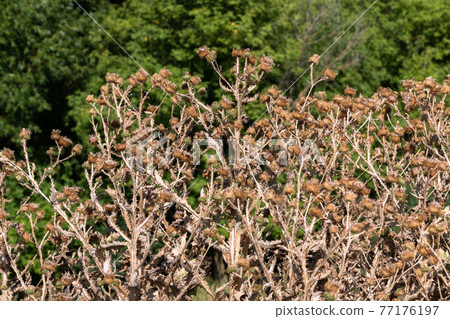 a large bush of dried tartar in late summer a large bush of dried tartar in late summer 77176197