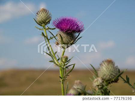 Pink thistle flowers outside in summer. A closeup Pink thistle flowers outside in summer. A closeup 77176198