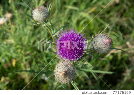 Pink thistle flowers outside in summer. A closeup Pink thistle flowers outside in summer. A closeup 77176199