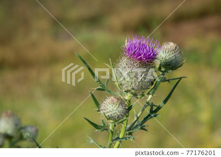 Pink thistle flowers outside in summer. A closeup Pink thistle flowers outside in summer. A closeup 77176201