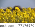 強姦開花 77176570