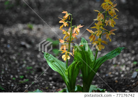 April Machida 304 Ebine (Takane Ebine), Orchidaceae, Ebineen 77176742