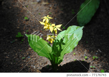 April Machida 302 Ebine (Kiebine), Orchidaceae, Ebineen 77176743