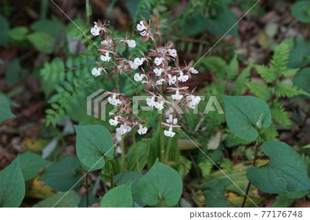 April Machida 297 Ebine (Jiebine), Orchidaceae, Ebineen 77176748