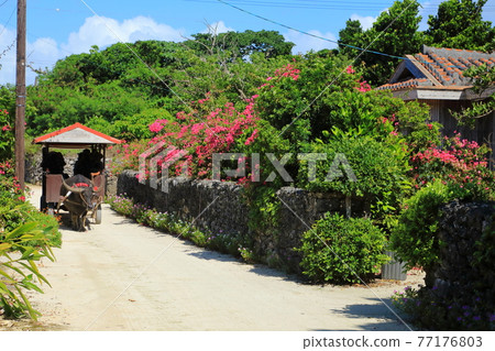 竹富島和水牛車的九重葛開花的房子 77176803