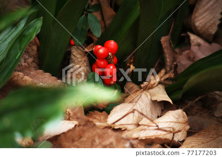 Omoto nuts buried in dead leaves 77177203