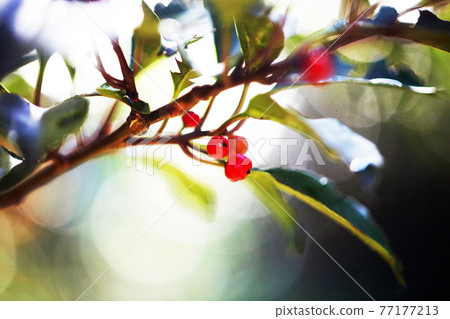 圓圓冬青，剩下的果實染成紅色 77177213