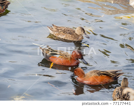 Close up shot of cute Cinnamon teal swimming in a pond 77177441