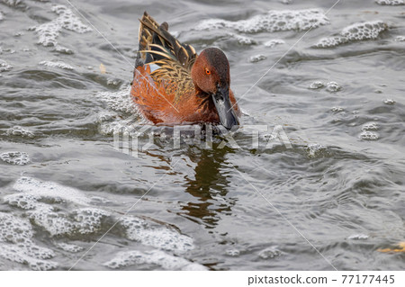 Close up shot of cute Cinnamon teal swimming in a pond Close up shot of cute Cinnamon teal swimming in a pond 77177445